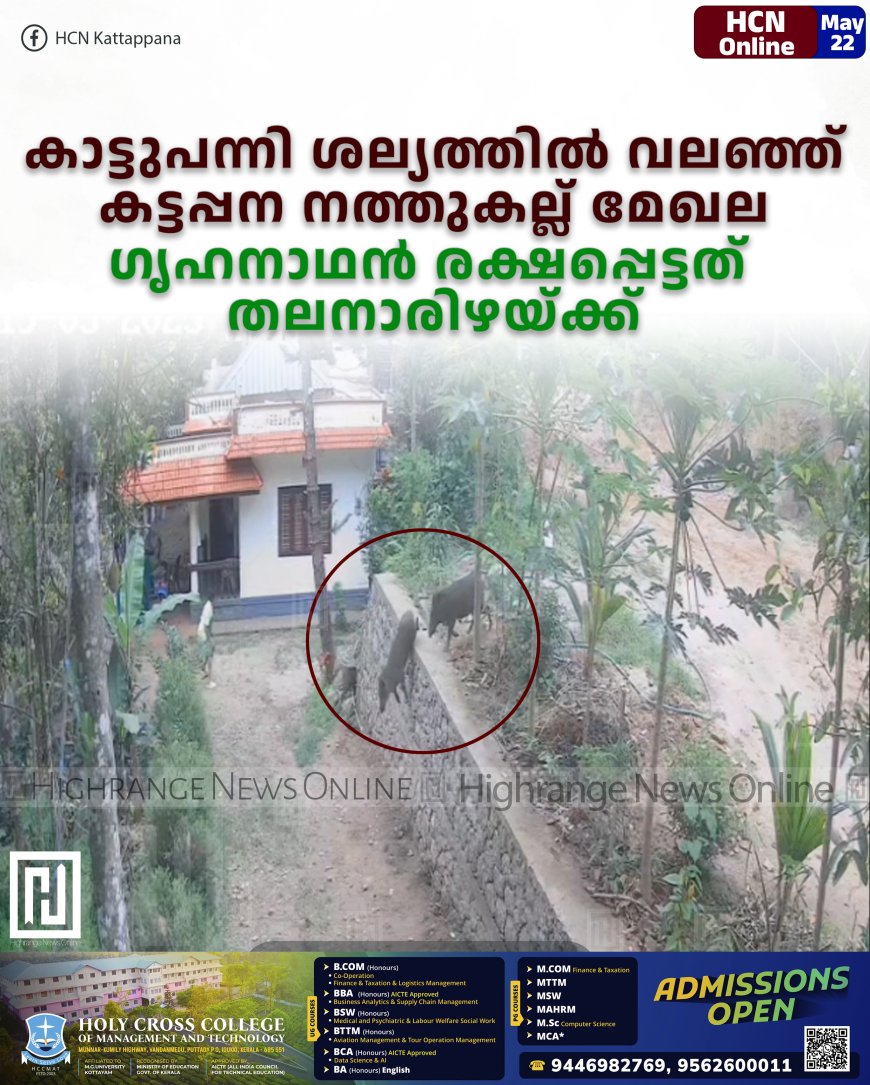 കാട്ടുപന്നി ശല്യത്തില് വലഞ്ഞ് കട്ടപ്പന നത്തുകല്ല് മേഖല: ഗൃഹനാഥന് രക്ഷപ്പെട്ടത് തലനാരിഴയ്ക്ക്