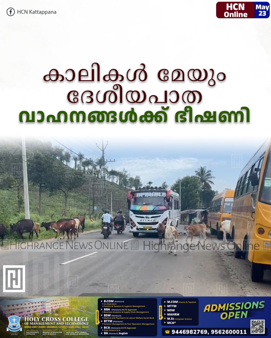 കാലികള്‍ മേയും ദേശീയപാത: വാഹനങ്ങള്‍ക്ക് ഭീഷണി