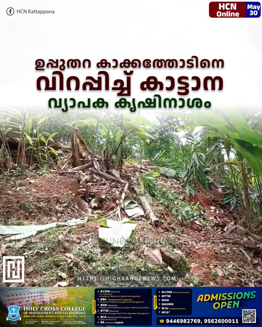 ഉപ്പുതറ കാക്കത്തോടിനെ വിറപ്പിച്ച് കാട്ടാന: വ്യാപക കൃഷിനാശം 