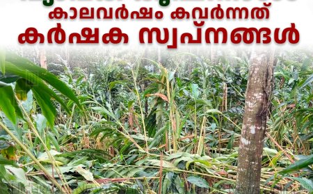 വ്യാപക കൃഷിനാശം: കാലവർഷം കവർന്നത് കർഷക സ്വപ്നങ്ങൾ