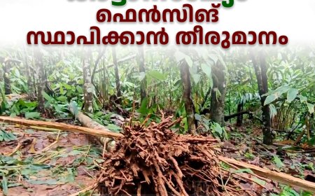   അടിമാലി വാളറയിലെ കാട്ടാനശല്യം: ഫെന്‍സിങ് സ്ഥാപിക്കാന്‍ തീരുമാനം 