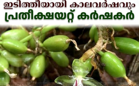 മഴക്കെടുതിയില്‍ നശിച്ചത് 2.17 കോടിയുടെ ഏലംകൃഷി: വരള്‍ച്ചയ്ക്ക് പിന്നാലെ ഇടിത്തീയായി കാലവര്‍ഷവും: പ്രതീക്ഷയറ്റ് കര്‍ഷകര്‍