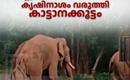 കാന്തല്ലൂരിലെ ജനവാസ മേഖലയില്‍ കൃഷിനാശം വരുത്തി കാട്ടാനക്കൂട്ടം