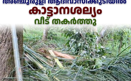 അഞ്ചുരുളി ആദിവാസിക്കുടിയില്‍ കാട്ടാനശല്യം: വീട് തകര്‍ത്തു