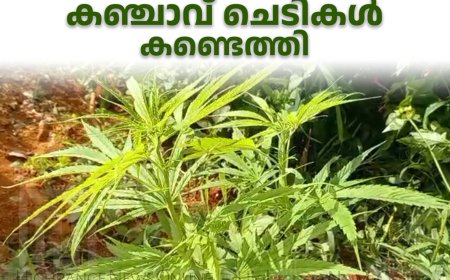 അണക്കരയില്‍ റോഡരികില്‍ കഞ്ചാവ് ചെടികള്‍ കണ്ടെത്തി