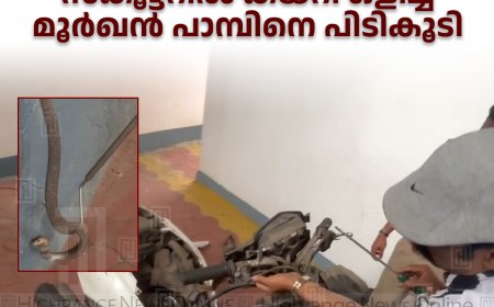 കട്ടപ്പനയില്‍ സ്‌കൂട്ടറില്‍ കയറി ഒളിച്ച മൂര്‍ഖന്‍ പാമ്പിനെ പിടികൂടി