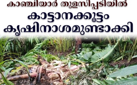 കാഞ്ചിയാര്‍ തുളസിപ്പടിയില്‍ കാട്ടാനക്കൂട്ടം കൃഷിനാശമുണ്ടാക്കി