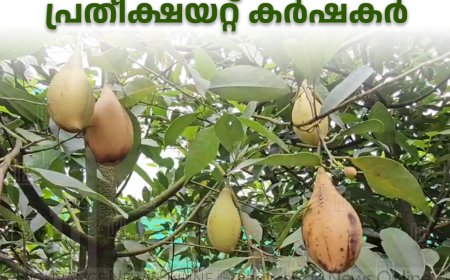 മഴയില്‍ നശിച്ച് ജാതി കൃഷി : പ്രതീക്ഷയറ്റ് കര്‍ഷകര്‍  