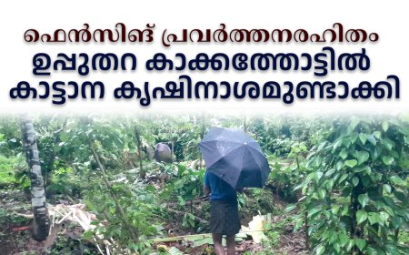 ഫെന്‍സിങ് പ്രവര്‍ത്തനരഹിതം: ഉപ്പുതറ കാക്കത്തോട്ടില്‍ കാട്ടാന കൃഷിനാശമുണ്ടാക്കി