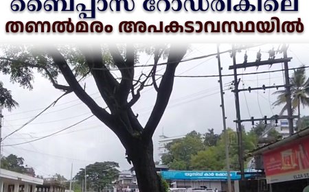 കട്ടപ്പന ഇടുക്കിക്കവല ബൈപ്പാസ് റോഡരികിലെ തണല്‍മരം അപകടാവസ്ഥയില്‍