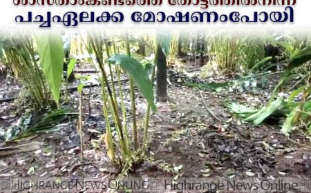 അയ്യപ്പന്‍കോവില്‍ ശാസ്താംകണ്ടത്തെ തോട്ടത്തില്‍നിന്ന് പച്ചഏലക്ക മോഷണംപോയി