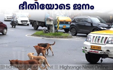 അടിമാലി ടൗണ്‍ കൈയടക്കി തെരുവ് നായകള്‍: ഭീതിയോടെ ജനം
