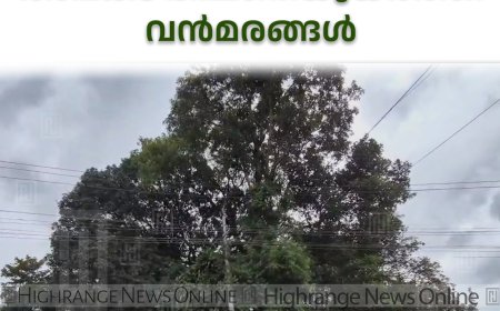 മാട്ടുക്കട്ട മാര്‍ക്കറ്റിന് സമീപം അപകട ഭീഷണിയുയര്‍ത്തി വന്‍മരങ്ങള്‍ 