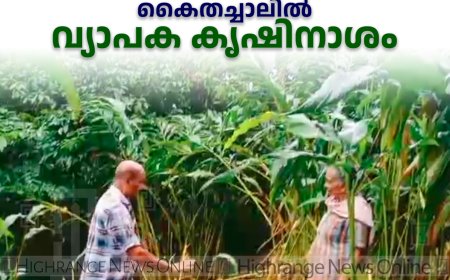അറുതിയില്ലാതെ കാട്ടാന ശല്യം:  കൈതച്ചാലില്‍ വ്യാപക കൃഷിനാശം