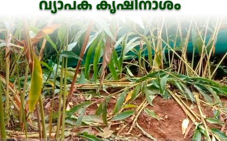   പീരുമേട് തോട്ടാപ്പുര മേഖലയില്‍ കാട്ടാന ശല്യം രൂക്ഷം: വ്യാപക കൃഷിനാശം 