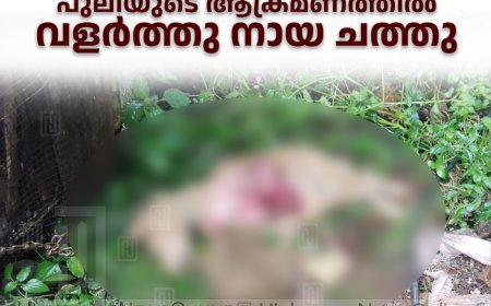 പീരുമേട് പട്ടുമുടിയില്‍ പുലിയുടെ ആക്രമണത്തില്‍ വളര്‍ത്തു നായ ചത്തു