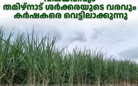 മറയൂരില്‍ കരിമ്പ് കൃഷി കുറഞ്ഞു: വിലയിടിവും തമിഴ്‌നാട് ശര്‍ക്കരയുടെ വരവും കര്‍ഷകരെ വെട്ടിലാക്കുന്നു