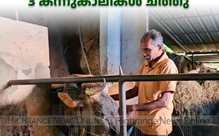 എസ്എച്ച് രോഗബാധ: മാങ്കുളം സ്വദേശിയുടെ 3 കന്നുകാലികള്‍ ചത്തു