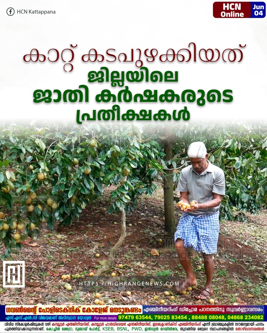 കാറ്റ് കടപുഴക്കിയത്  ജില്ലയിലെ ജാതി കര്‍ഷകരുടെ പ്രതീക്ഷകള്‍ 