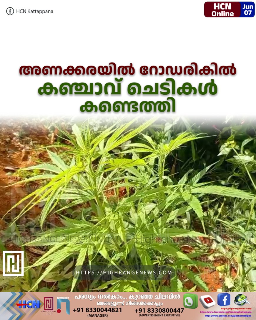 അണക്കരയില് റോഡരികില് കഞ്ചാവ് ചെടികള് കണ്ടെത്തി