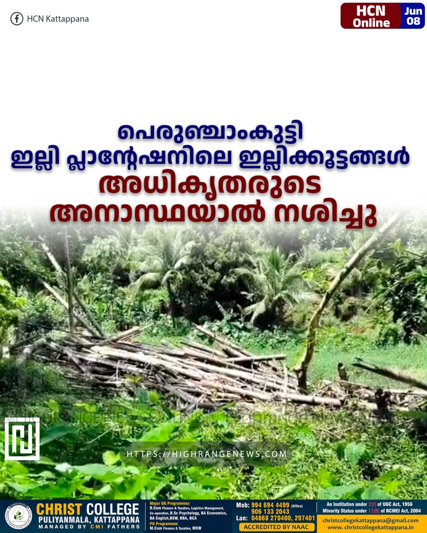 പെരുഞ്ചാംകുട്ടി ഇല്ലി പ്ലാന്റേഷനിലെ ഇല്ലിക്കൂട്ടങ്ങള് അധികൃതരുടെ അനാസ്ഥയാല് നശിച്ചു