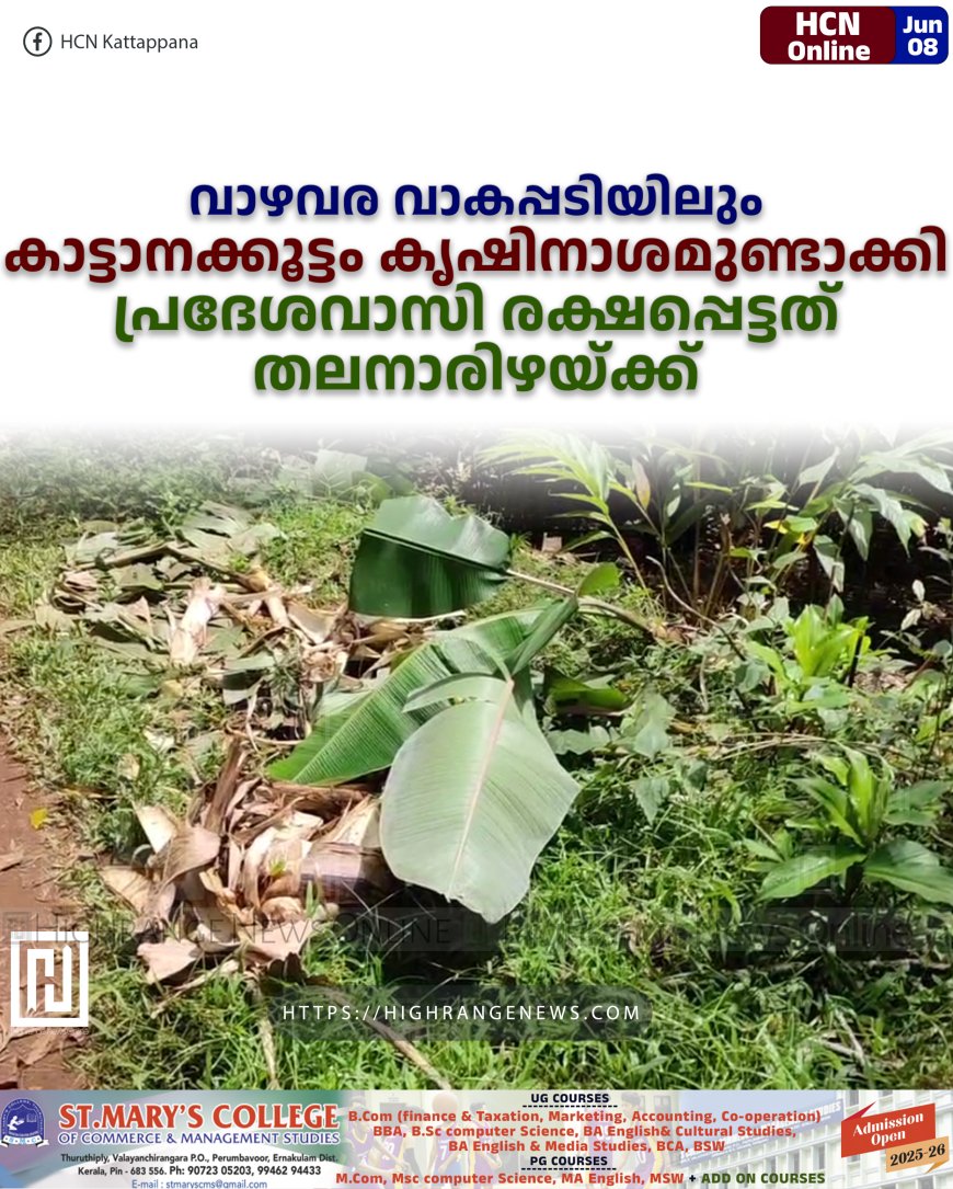 വാഴവര വാകപ്പടിയിലും കാട്ടാനക്കൂട്ടം കൃഷിനാശമുണ്ടാക്കി: പ്രദേശവാസി രക്ഷപ്പെട്ടത് തലനാരിഴയ്ക്ക്