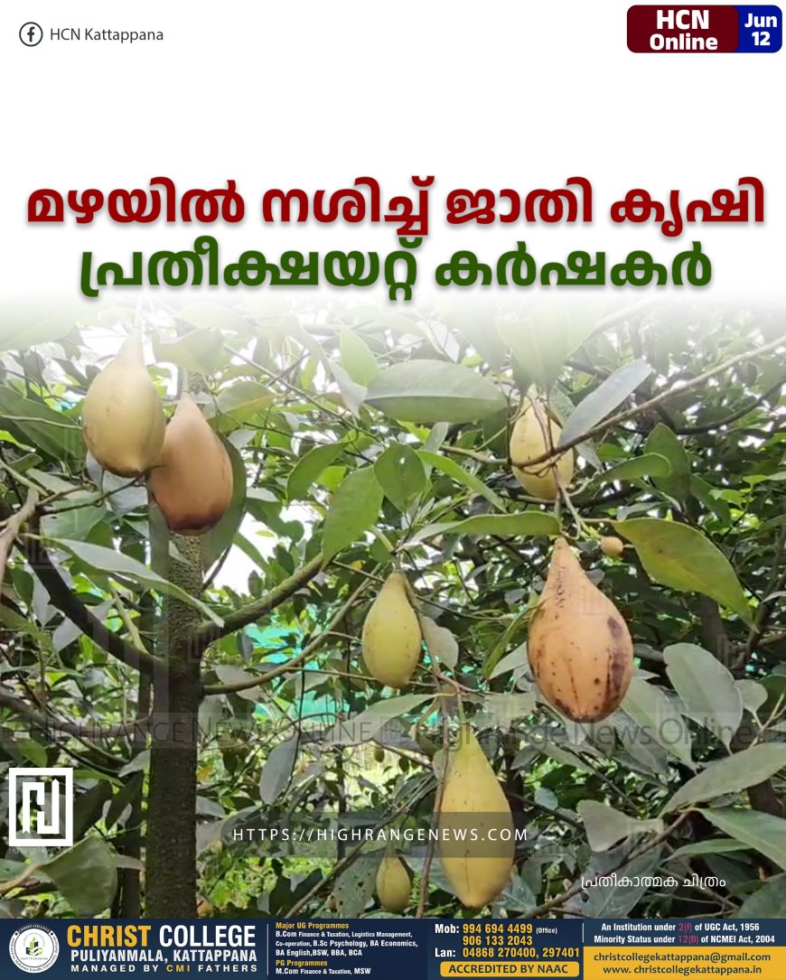 മഴയില് നശിച്ച് ജാതി കൃഷി : പ്രതീക്ഷയറ്റ് കര്ഷകര്
