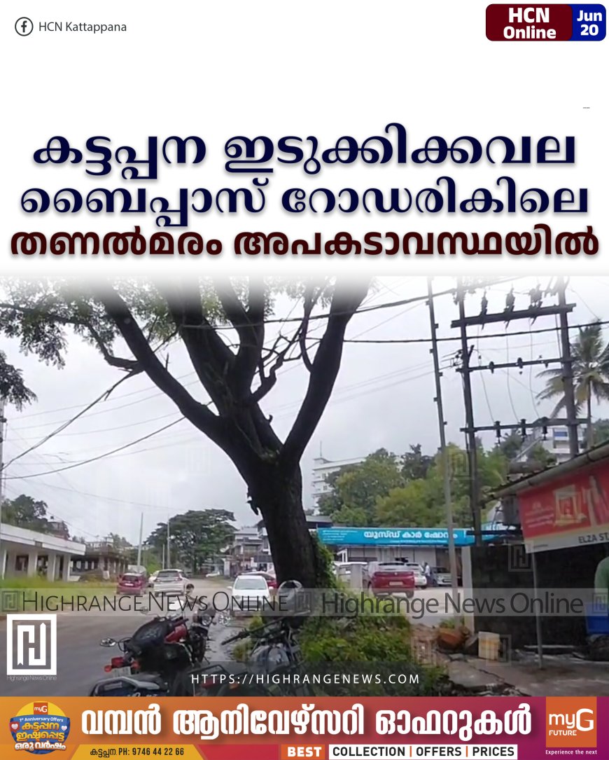 കട്ടപ്പന ഇടുക്കിക്കവല ബൈപ്പാസ് റോഡരികിലെ തണല്മരം അപകടാവസ്ഥയില്