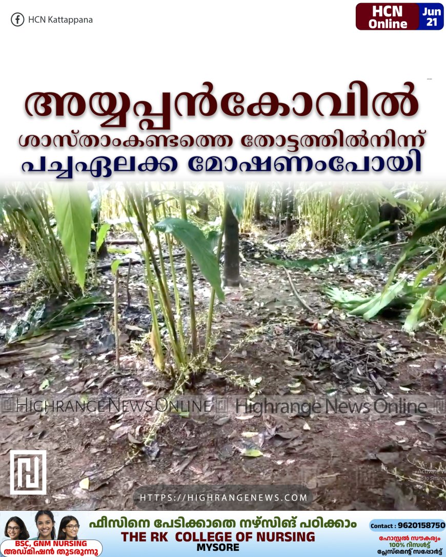 അയ്യപ്പന്കോവില് ശാസ്താംകണ്ടത്തെ തോട്ടത്തില്നിന്ന് പച്ചഏലക്ക മോഷണംപോയി