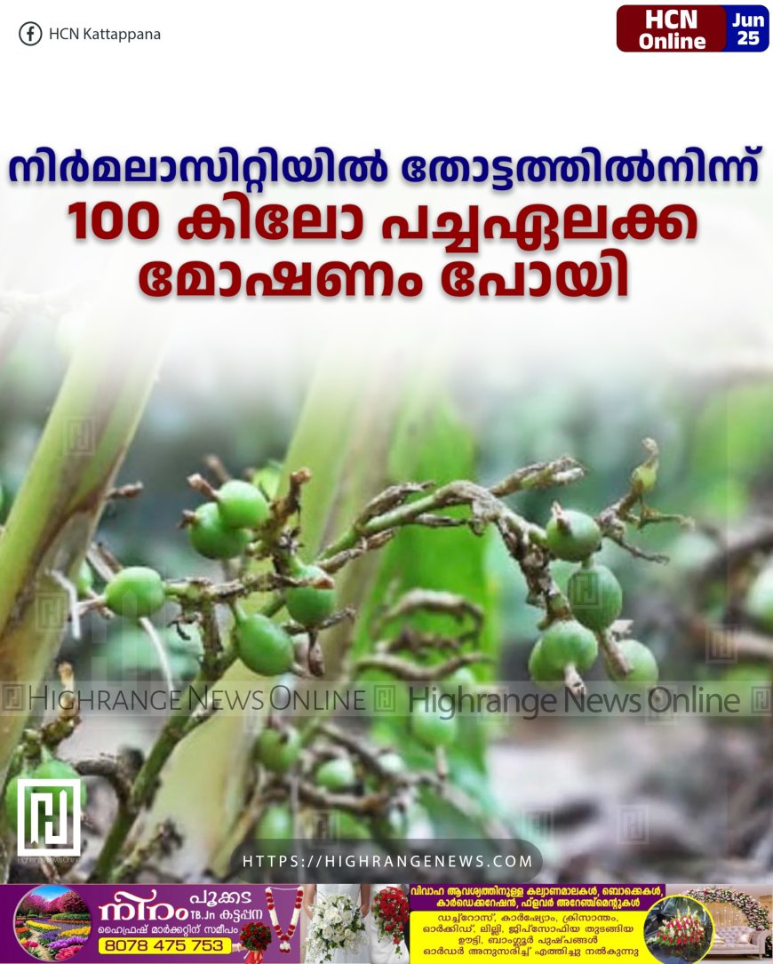 നിര്‍മലാസിറ്റിയില്‍ തോട്ടത്തില്‍നിന്ന് 100 കിലോ പച്ചഏലക്ക മോഷണം പോയി