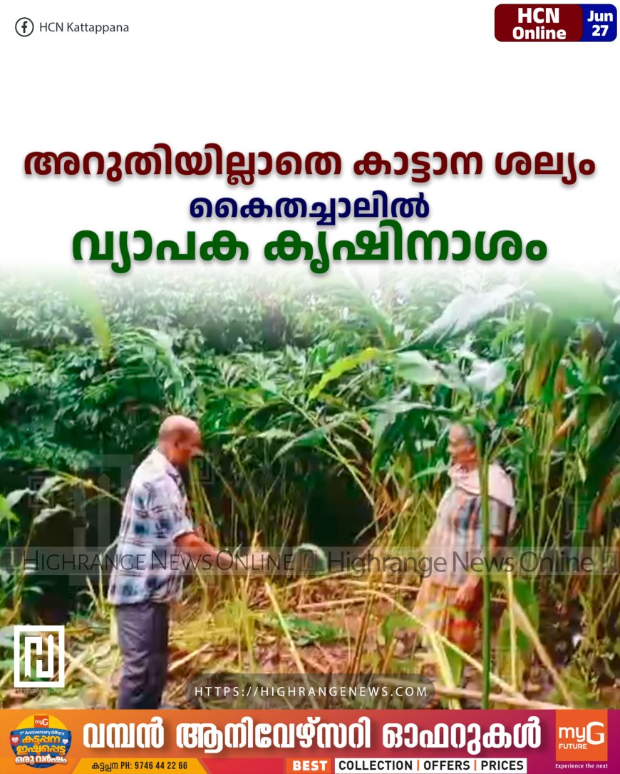 അറുതിയില്ലാതെ കാട്ടാന ശല്യം: കൈതച്ചാലില് വ്യാപക കൃഷിനാശം