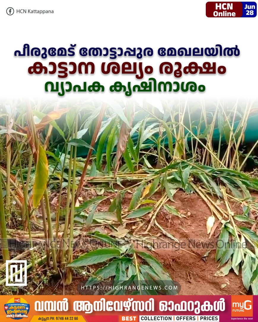 പീരുമേട് തോട്ടാപ്പുര മേഖലയില് കാട്ടാന ശല്യം രൂക്ഷം: വ്യാപക കൃഷിനാശം