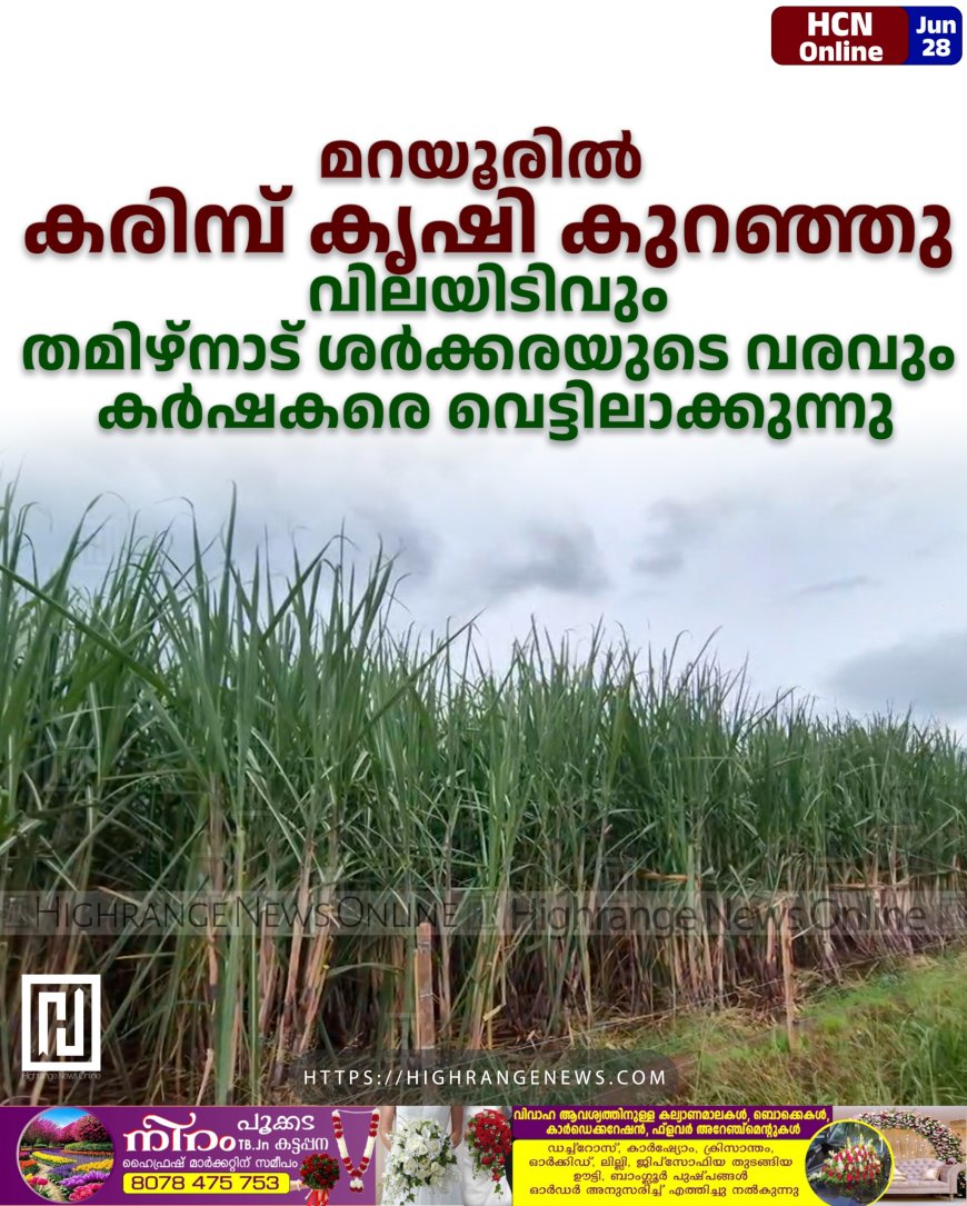 മറയൂരില് കരിമ്പ് കൃഷി കുറഞ്ഞു: വിലയിടിവും തമിഴ്നാട് ശര്ക്കരയുടെ വരവും കര്ഷകരെ വെട്ടിലാക്കുന്നു