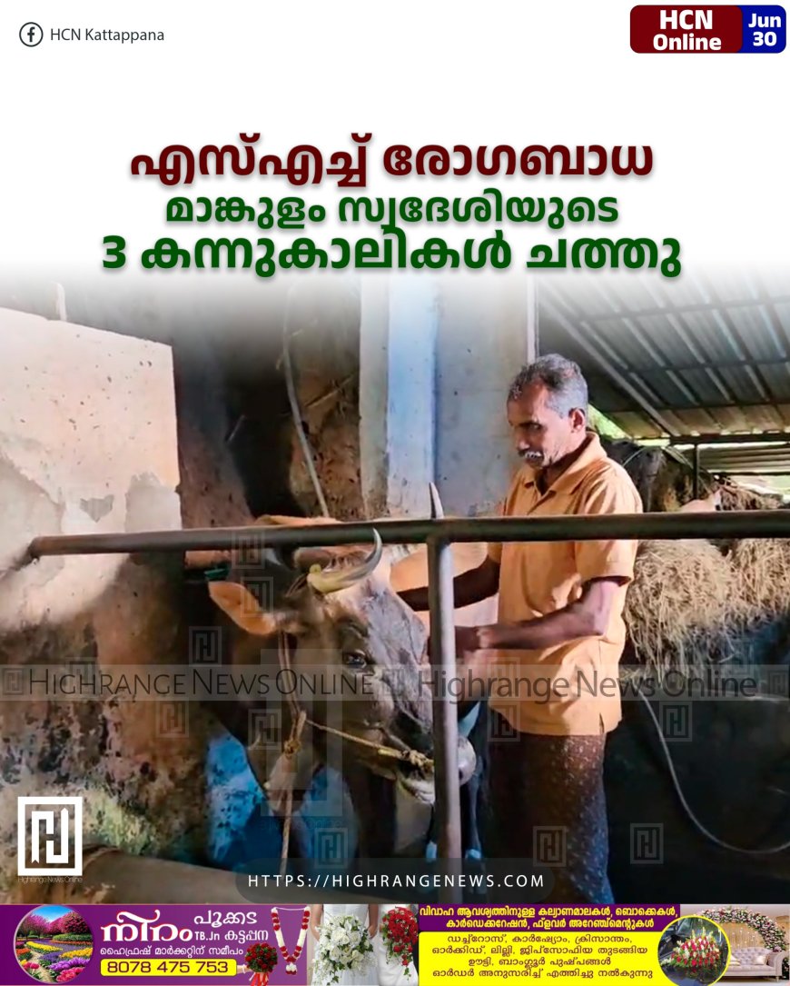 എസ്എച്ച് രോഗബാധ: മാങ്കുളം സ്വദേശിയുടെ 3 കന്നുകാലികള് ചത്തു