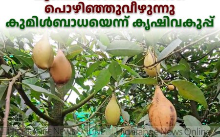 മൂപ്പെത്താതെ ജാതിക്ക പൊഴിഞ്ഞുവീഴുന്നു: കുമിള്‍ബാധയെന്ന് കൃഷിവകുപ്പ്