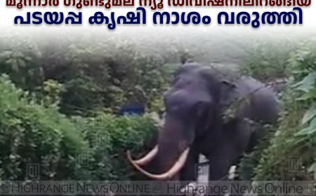 മൂന്നാര്‍ ഗുണ്ടുമല ന്യൂ ഡിവിഷനിലിറങ്ങിയ പടയപ്പ കൃഷി നാശം വരുത്തി 