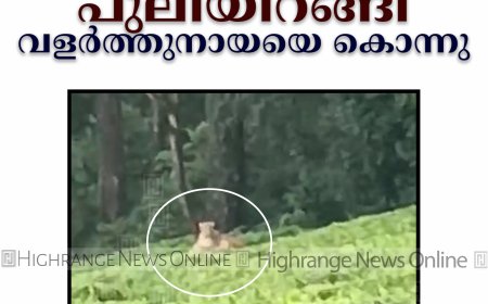 ചിന്നക്കനാലില്‍ പുലിയിറങ്ങി: വളര്‍ത്തുനായയെ കൊന്നു