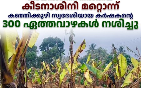 കടയില്‍നിന്ന് നല്‍കിയ കീടനാശിനി മറ്റൊന്ന്: കഞ്ഞിക്കുഴി സ്വദേശിയായ കര്‍ഷകന്റെ 300 ഏത്തവാഴകള്‍ നശിച്ചു