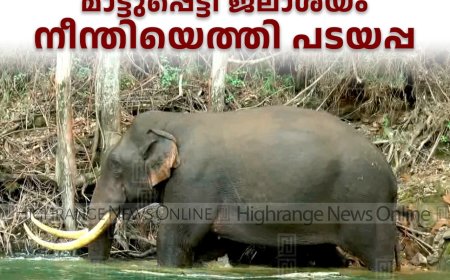 മഴക്കാഴ്ചകള്‍ തേടിയെത്തിയ സഞ്ചാരികളെ കാണാന്‍ മാട്ടുപ്പെട്ടി ജലാശയം നീന്തിയെത്തി  പടയപ്പ