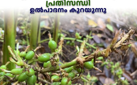 അഴുകലും തട്ടമറിച്ചിലും വ്യാപകം: ഏലം മേഖലയില്‍ വീണ്ടും പ്രതിസന്ധി: ഉല്‍പാദനം കുറയുന്നു