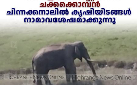 ചക്കകളില്‍ കണ്ണെറിഞ്ഞ് ചക്കക്കൊമ്പന്‍: ചിന്നക്കനാലില്‍ കൃഷിയിടങ്ങള്‍ നാമാവശേഷമാക്കുന്നു
