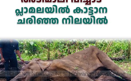 അടിമാലി പീച്ചാട് പ്ലാമലയില്‍ കാട്ടാന ചരിഞ്ഞ നിലയില്‍