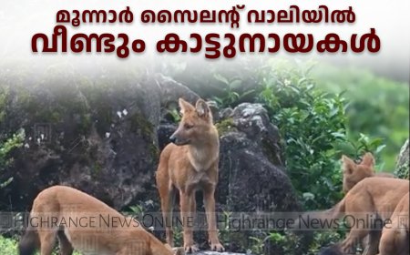 മൂന്നാര്‍ സൈലന്റ് വാലിയില്‍ വീണ്ടും കാട്ടുനായകള്‍ 