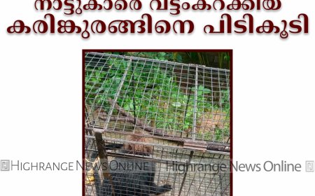 പുളിയന്‍മല ശിവലിംഗ പളിയക്കുടിയില്‍ നാട്ടുകാരെ വട്ടംകറക്കിയ കരിങ്കുരങ്ങിനെ പിടികൂടി