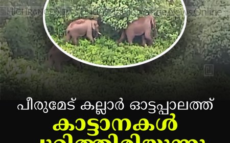 പീരുമേട് കല്ലാര്‍ ഓട്ടപ്പാലത്ത് കാട്ടാനകള്‍ ചുറ്റിത്തിരിയുന്നു