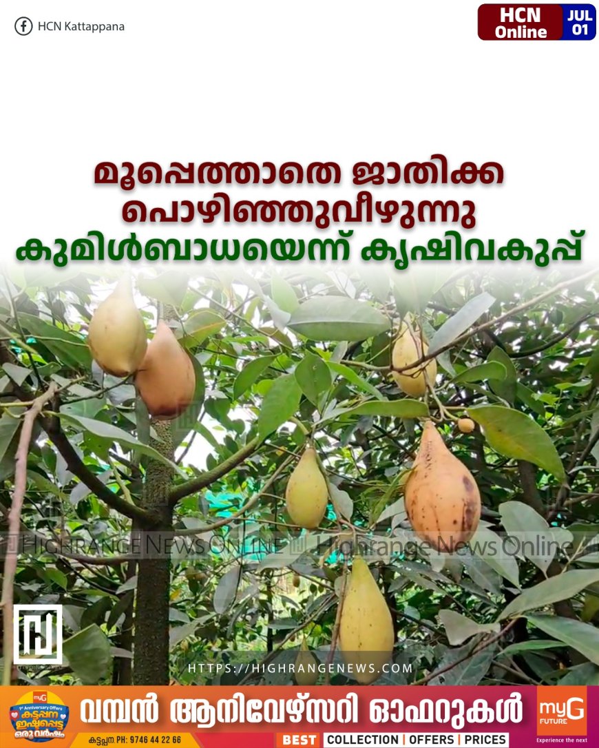 മൂപ്പെത്താതെ ജാതിക്ക പൊഴിഞ്ഞുവീഴുന്നു: കുമിള്ബാധയെന്ന് കൃഷിവകുപ്പ്