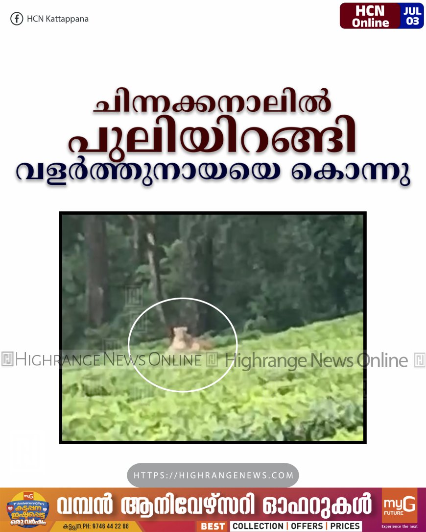 ചിന്നക്കനാലില്‍ പുലിയിറങ്ങി: വളര്‍ത്തുനായയെ കൊന്നു