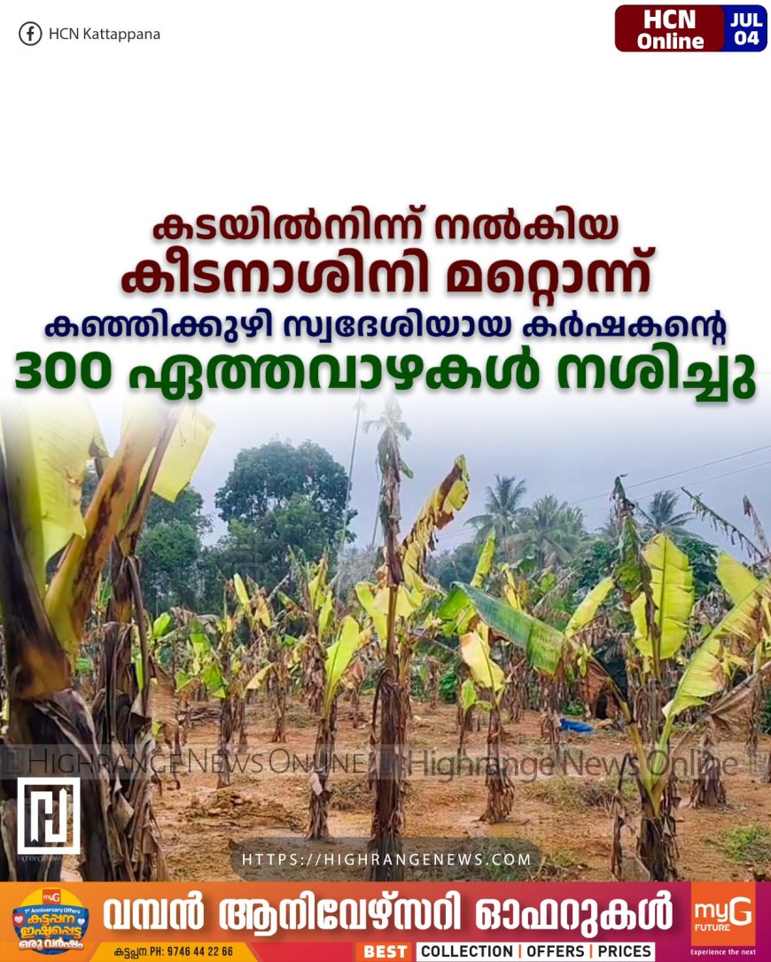 കടയില്‍നിന്ന് നല്‍കിയ കീടനാശിനി മറ്റൊന്ന്: കഞ്ഞിക്കുഴി സ്വദേശിയായ കര്‍ഷകന്റെ 300 ഏത്തവാഴകള്‍ നശിച്ചു