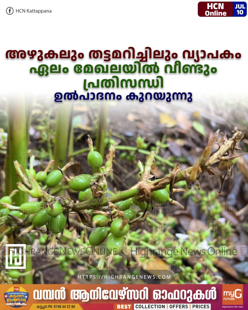 അഴുകലും തട്ടമറിച്ചിലും വ്യാപകം: ഏലം മേഖലയില്‍ വീണ്ടും പ്രതിസന്ധി: ഉല്‍പാദനം കുറയുന്നു