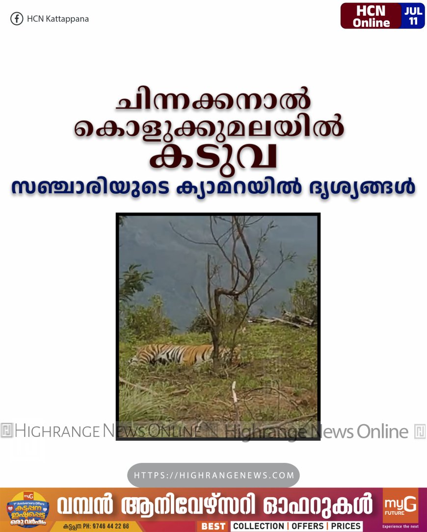 ചിന്നക്കനാല്‍ കൊളുക്കുമലയില്‍ കടുവ: സഞ്ചാരിയുടെ ക്യാമറയില്‍ ദൃശ്യങ്ങള്‍